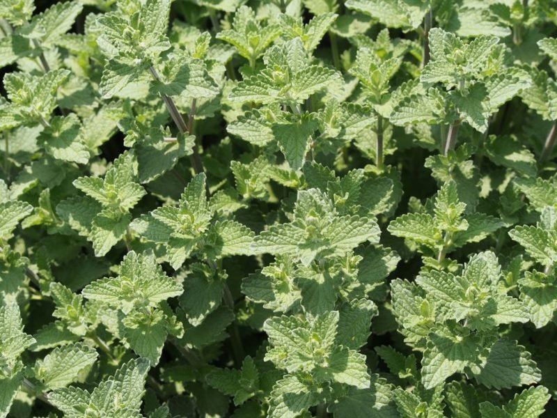 Where to plant Catmint 'Six Hills Giant' (Nepeta 'Six Hills Giant')_2