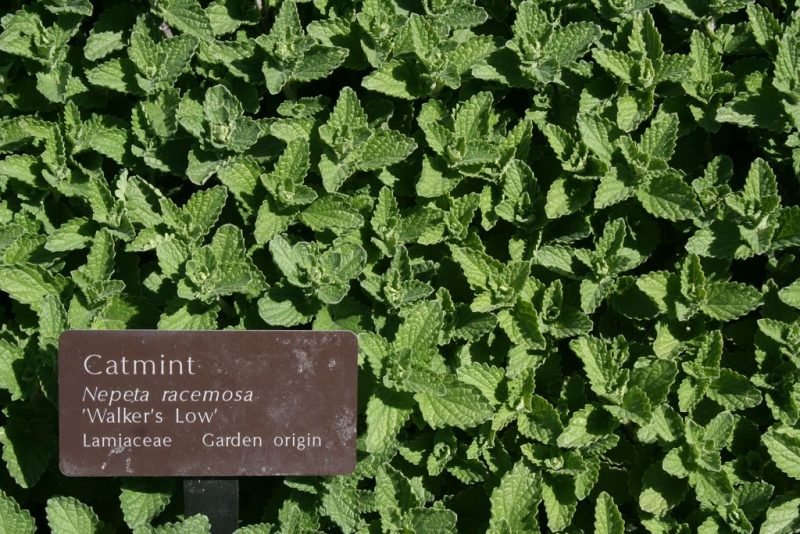 Catmint 'Walker's Low' (Nepeta racemosa 'Walker's Low')