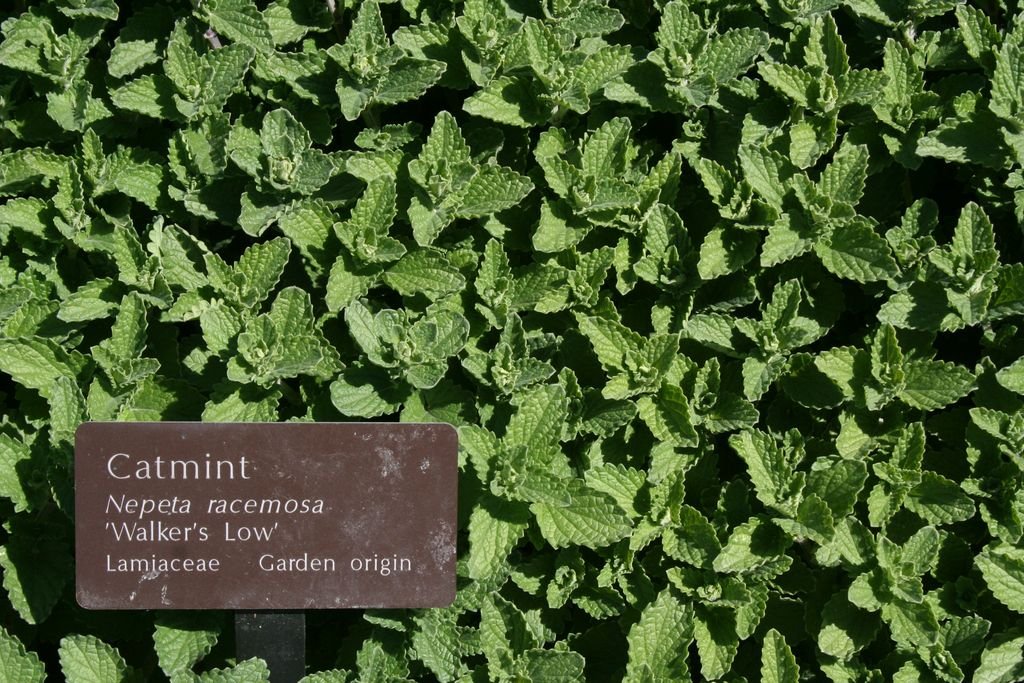 Catmint 'Walker's Low' (Nepeta racemosa 'Walker's Low')