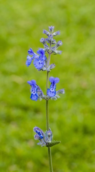 How to plant Catmint 'Walker's Low' (Nepeta racemosa 'Walker's Low')_1