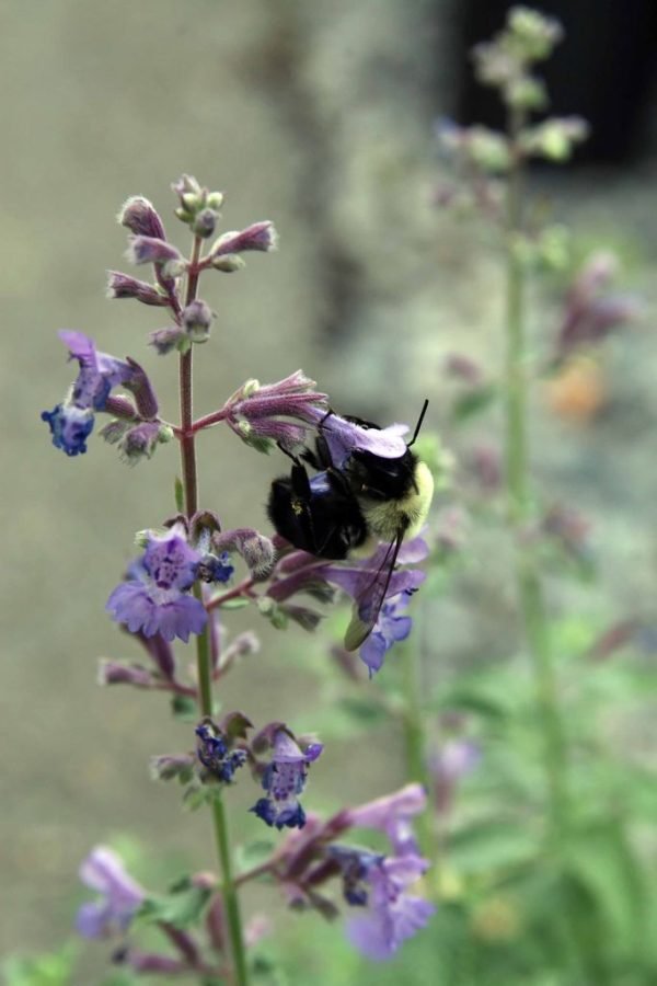 Catmint 'Walker's Low' (Nepeta racemosa 'Walker's Low') growing guides