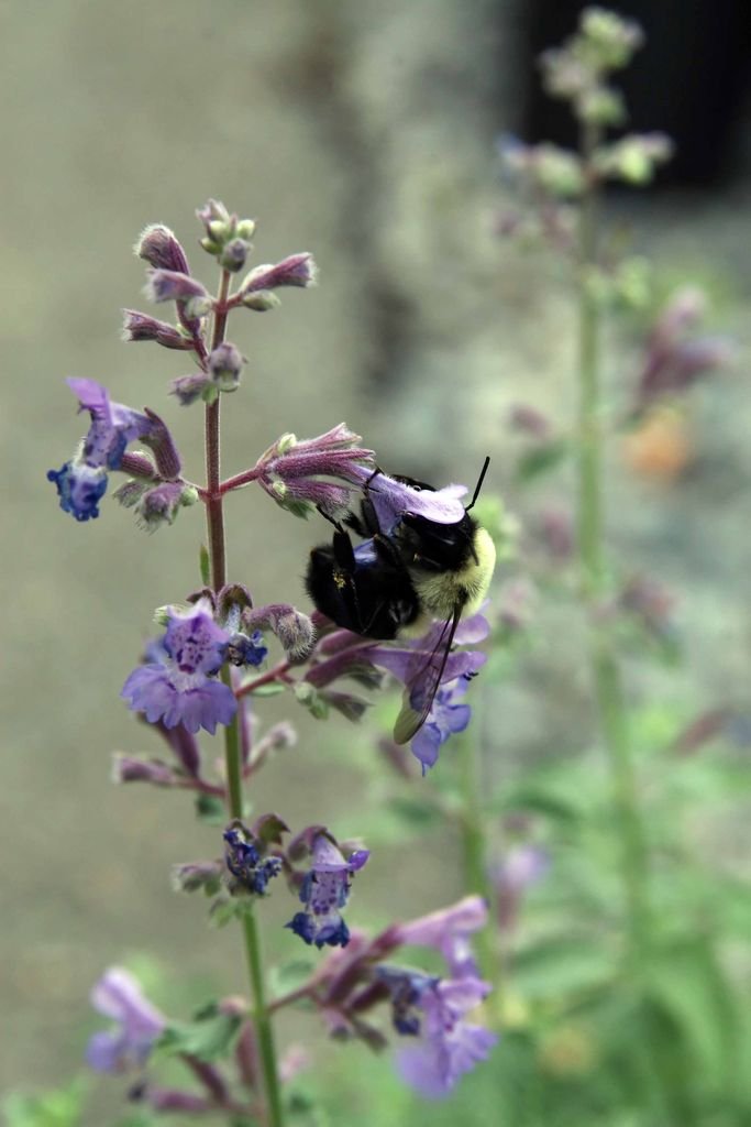 Catmint 'Walker's Low' (Nepeta racemosa 'Walker's Low') growing guides