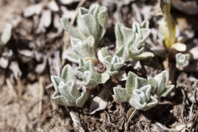 Cat's foot (Antennaria rosea)