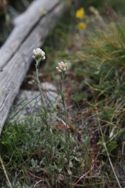 Where to plant Cat's foot (Antennaria rosea)_2