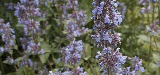 Naked catmint (Nepeta nuda) growing guides