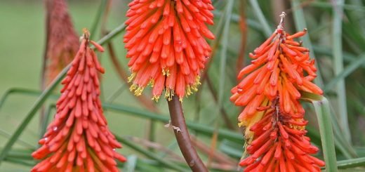 Dwarf red-hot poker (Kniphofia triangularis) - growing guides