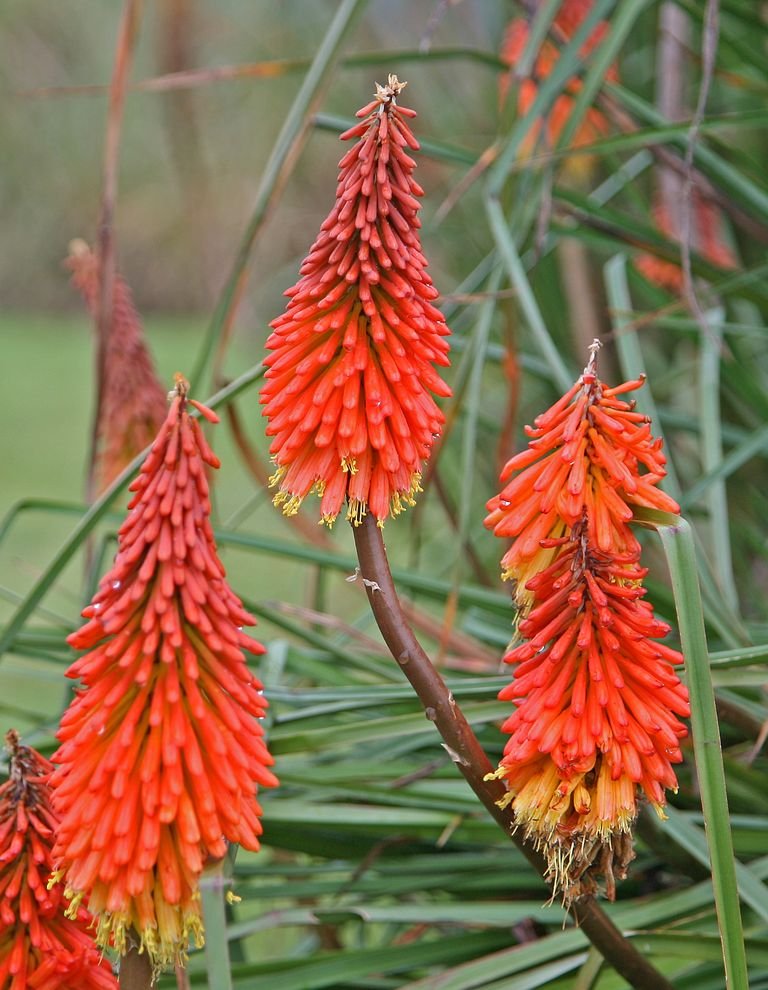 Caulescent red-hot poker (Kniphofia caulescens)
