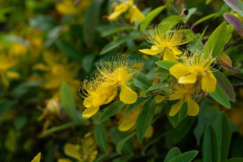 Chinese St John's wort (Hypericum monogynum)