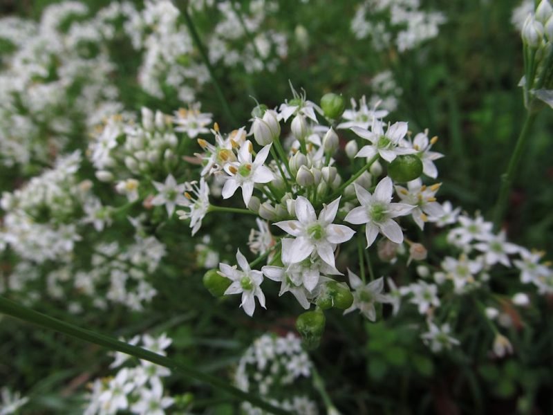Chinese chives (Allium tuberosum)