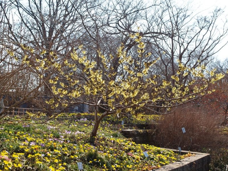 Chinese witch hazel (Hamamelis mollis)