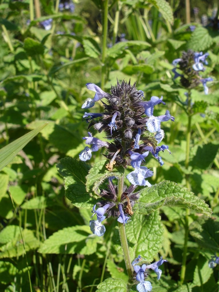 Clark's catmint (Nepeta clarkei)