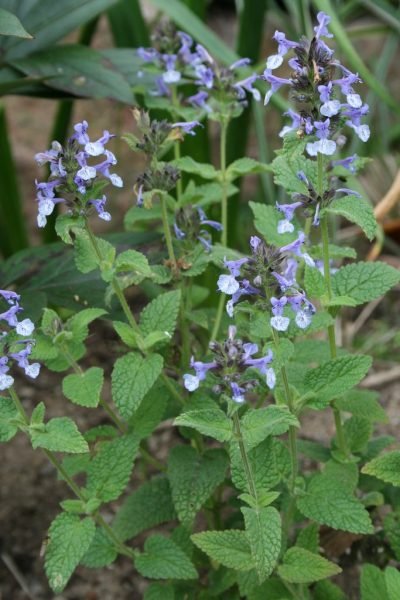 How to plant Clark's catmint (Nepeta clarkei)_1
