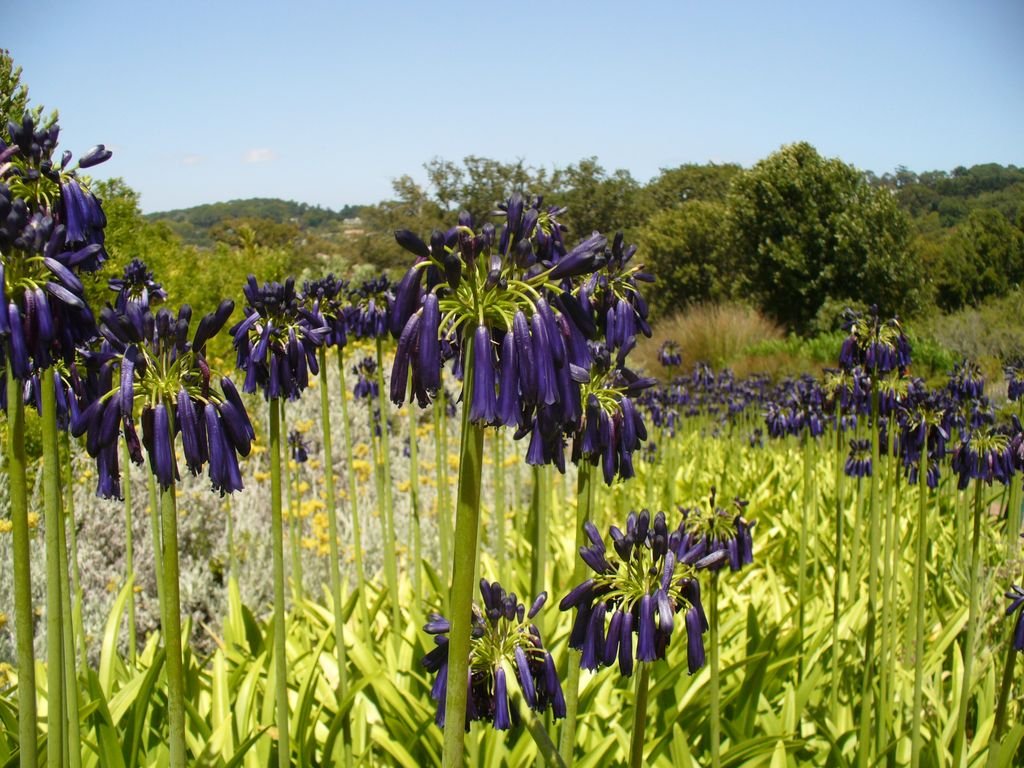 Closed African lily (Agapanthus inapertus)