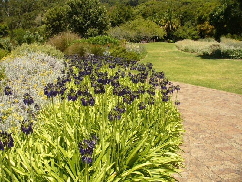 How to plant Closed African lily (Agapanthus inapertus)_1