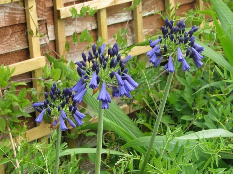 Where to plant Closed African lily (Agapanthus inapertus)_2