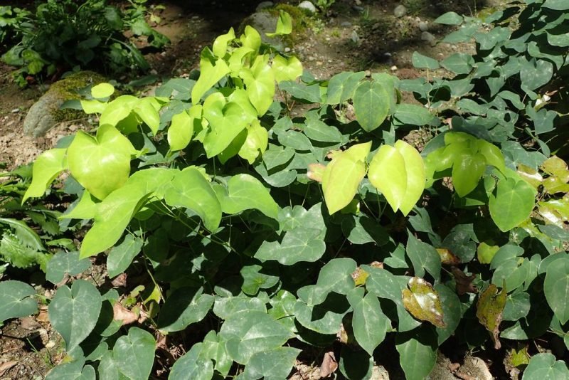 How to plant Colchian barrenwort (Epimedium pinnatum subsp. colchicum)_1