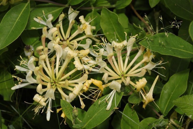 Common honeysuckle (Lonicera periclymenum)