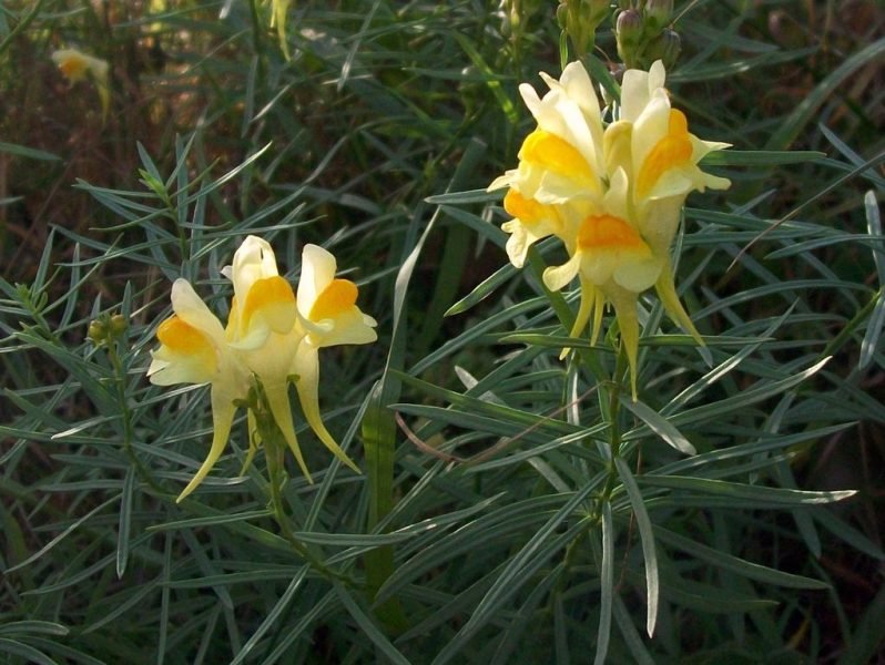 Common toadflax (Linaria vulgaris)