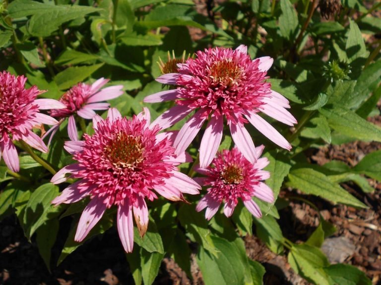 Coneflower 'Butterfly Kisses' (Echinacea 'Butterfly Kisses') growing guides