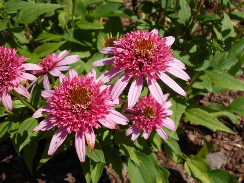 Coneflower 'Butterfly Kisses' (Echinacea 'Butterfly Kisses')