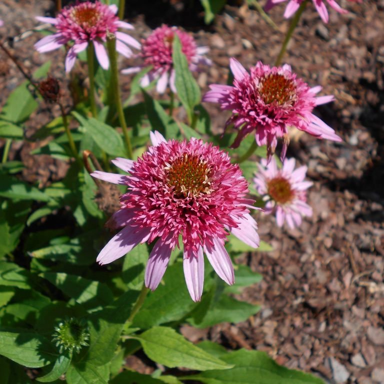 Coneflower 'Butterfly Kisses' (Echinacea 'Butterfly Kisses') growing