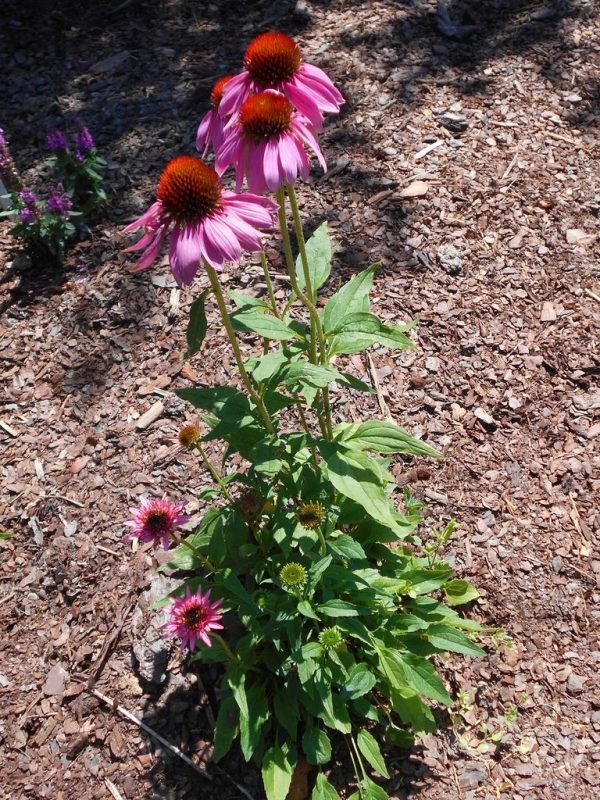 Coneflower 'Butterfly Kisses' (Echinacea 'Butterfly Kisses') growing