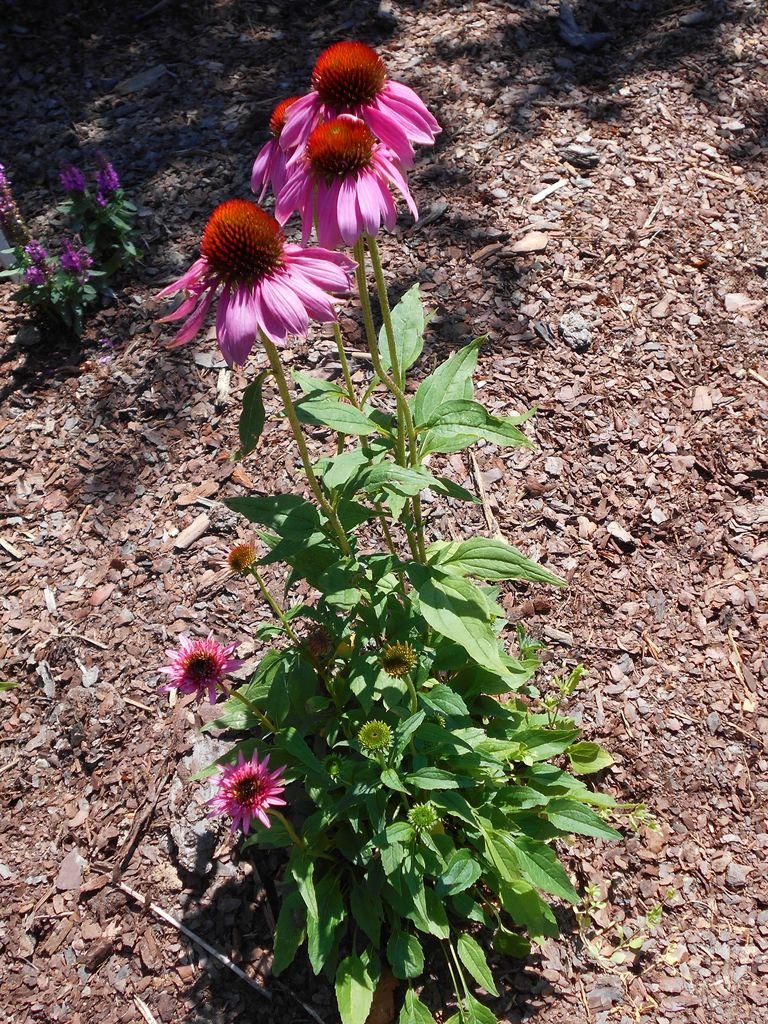 Coneflower 'Butterfly Kisses' (Echinacea 'Butterfly Kisses') growing