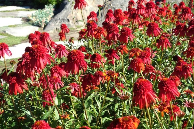 Coneflower 'Hot Papaya' (Echinacea 'Hot Papaya')