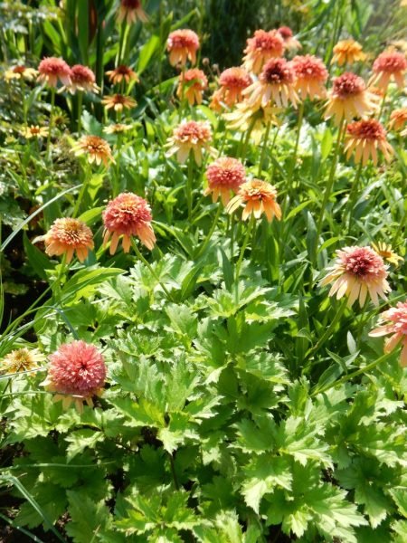 Coneflower 'Marmalade' (Echinacea 'Marmalade')