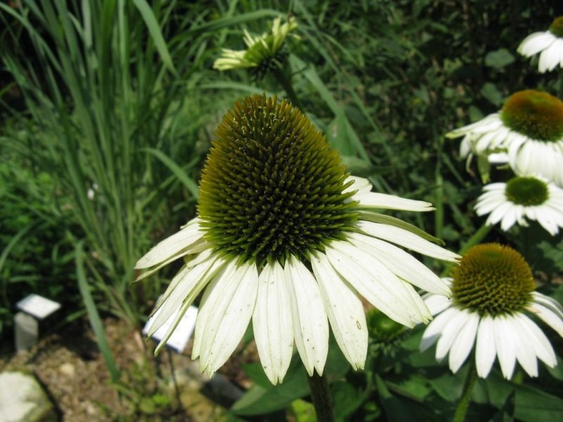 Coneflower 'Primadonna White' (Echinacea purpurea 'Primadonna White')