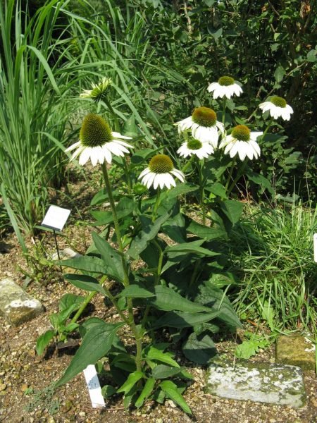 How to plant Coneflower 'Primadonna White' (Echinacea purpurea 'Primadonna White')_1