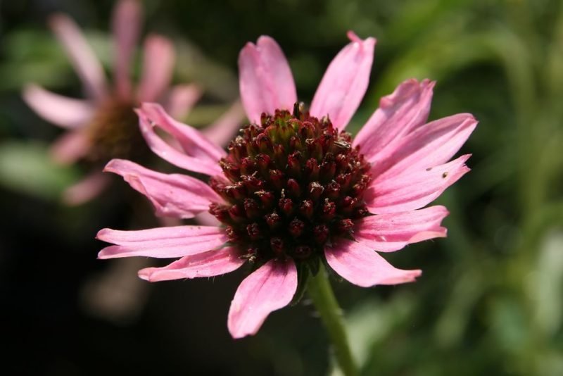 Coneflower 'Rocky Top' (Echinacea tennesseensis 'Rocky Top')