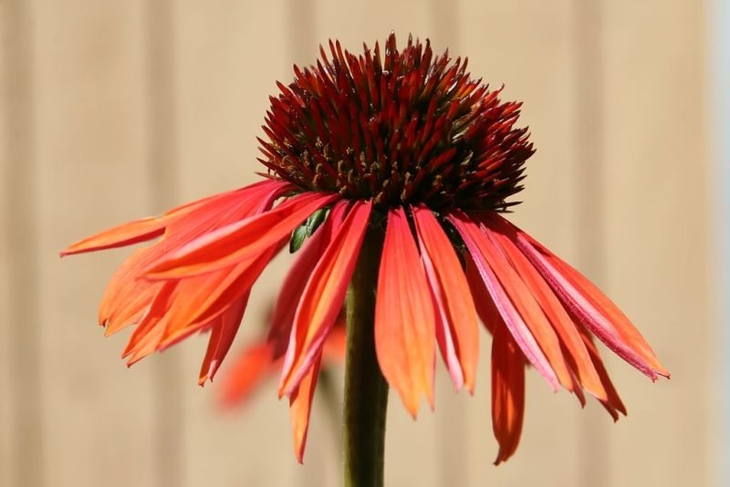 Coneflower 'Sundown' (Echinacea 'Sundown')