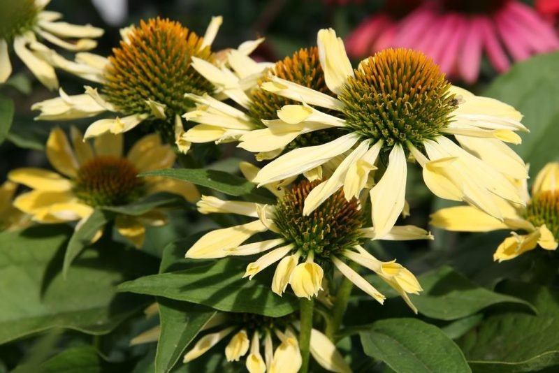 Coneflower 'Sunrise' (Echinacea 'Sunrise')