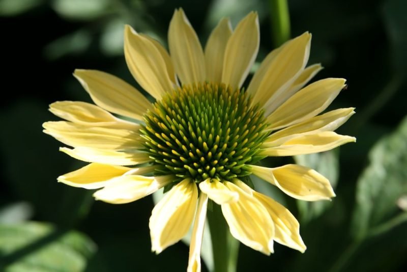 How to plant Coneflower 'Sunrise' (Echinacea 'Sunrise')_1
