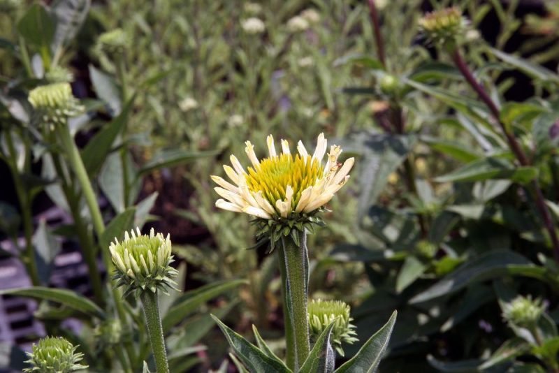 Where to plant Coneflower 'Sunrise' (Echinacea 'Sunrise')_2