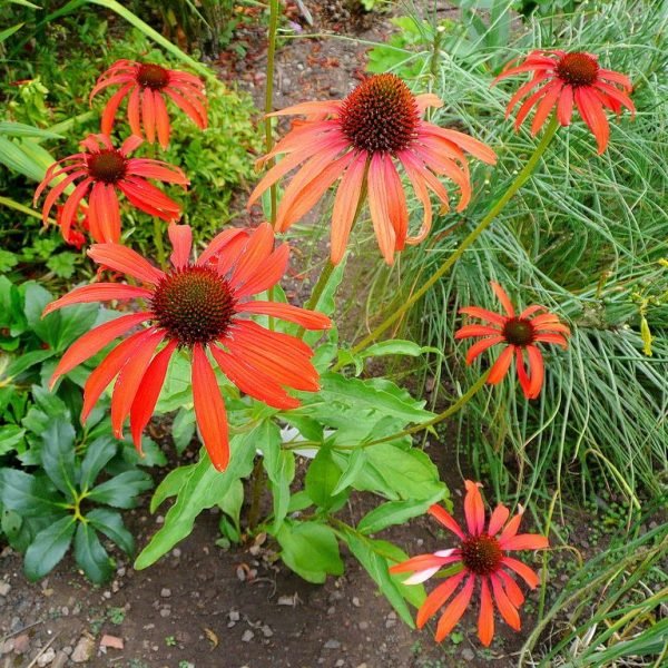 Coneflower 'Tomato Soup' (Echinacea 'Tomato Soup')