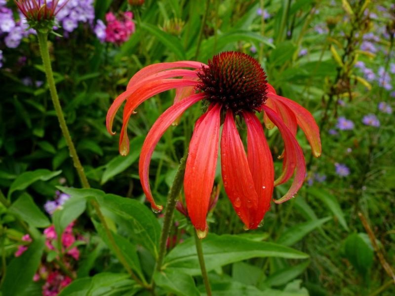 How to plant Coneflower 'Tomato Soup' (Echinacea 'Tomato Soup')_1