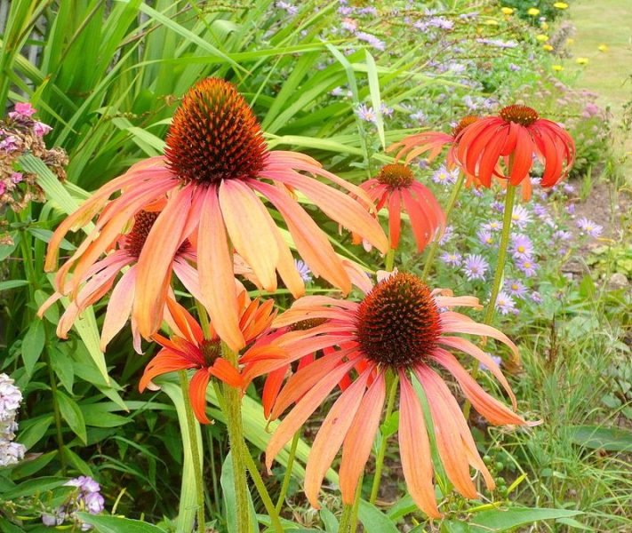Where to plant Coneflower 'Tomato Soup' (Echinacea 'Tomato Soup')_2