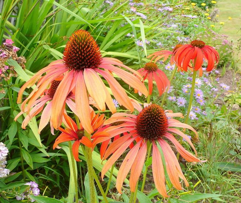 Coneflower 'Tomato Soup' (Echinacea 'Tomato Soup') growing guides