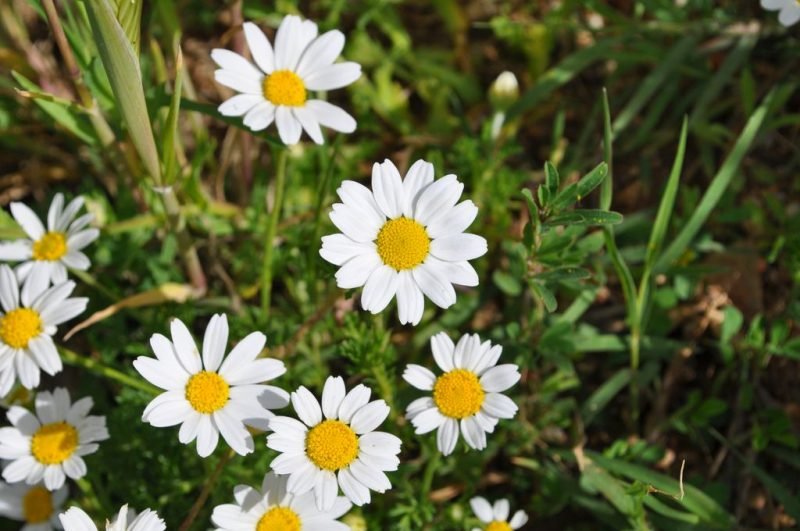 Corn chamomile (Anthemis arvensis)
