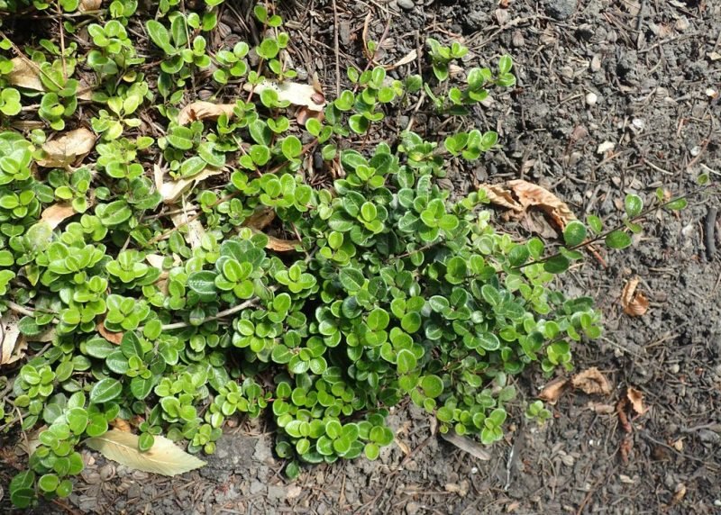Creeping honeysuckle 'Little Honey' (Lonicera crassifolia 'Little Honey')