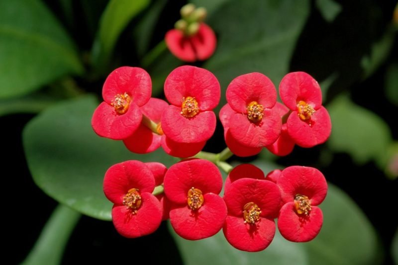 Crown of thorns (Euphorbia milii)