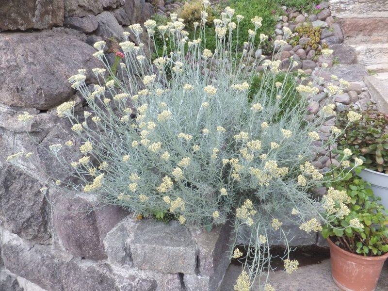 Curry plant (Helichrysum italicum)