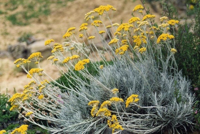 Curry plant (Helichrysum italicum subsp. serotinum)