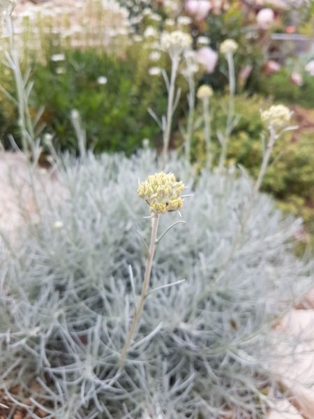 How to plant Curry plant (Helichrysum italicum)_1