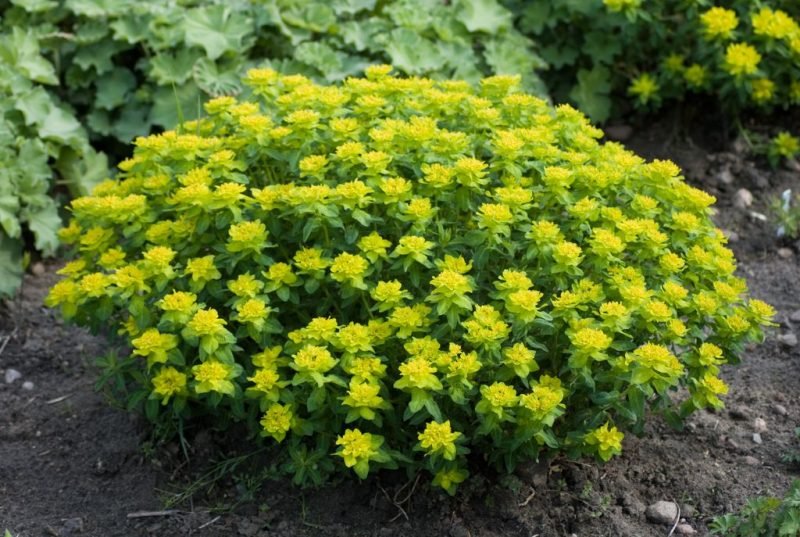 Cushion spurge (Euphorbia epithymoides)