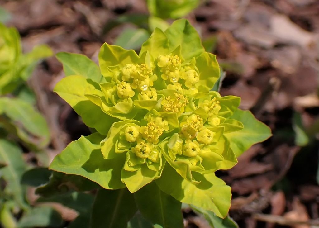 Cushion spurge (Euphorbia epithymoides) growing guides