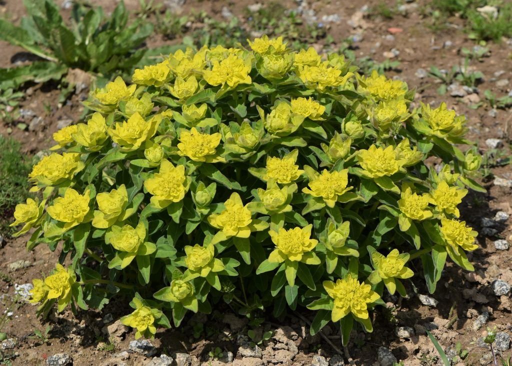 Cushion spurge (Euphorbia epithymoides) growing guides