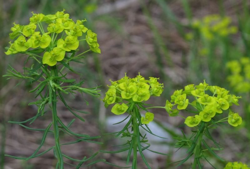 Cypress spurge (Euphorbia cyparissias)